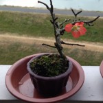 bonsai_sirabee_432