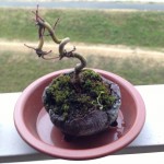 bonsai_sirabee_32