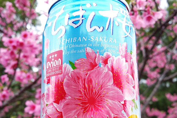 冬の沖縄 桜の名所になぜ宴会スペースがない 冬のお花見で宴会をしてみた ニュースサイトしらべぇ