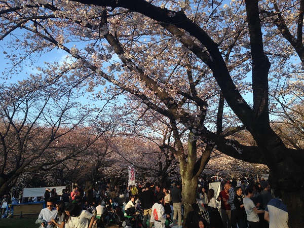 sirabee0329hanami2