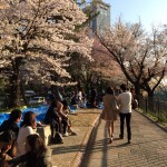 sirabee0402hanami4