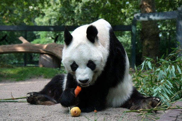 パンダは だと美人 知ってるとおもしろい動物園トリビア 上野編 ニュースサイトしらべぇ