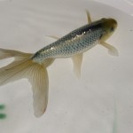 銀魚