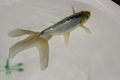 銀魚