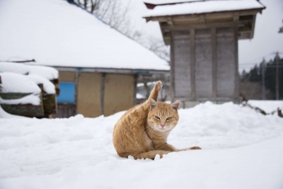 しらべぇ0425ねこ3