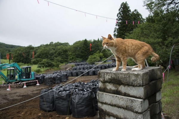 しらべぇ0425ねこ5