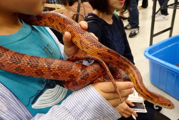 戦慄 かわいい ヘビを抱っこ ワニを食べる 爬虫類に密着できるイベントが開催中 Sirabee