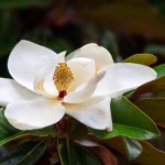 Southern Magnolia Blossom