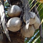 sirabee_coco3_20150504