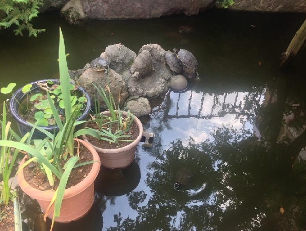 亀が池２