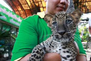 オランウータンと記念撮影や豹の子供も！バンコクのデパート屋上にあるパタ動物園