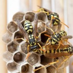 iStock_000027228078_Medium
