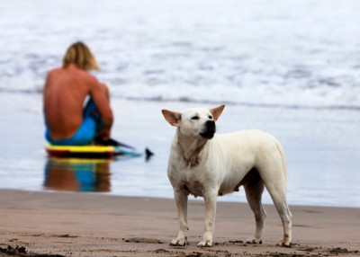 犬
