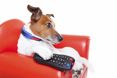 テレビ犬