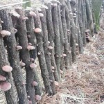sirabee0102shiitake1