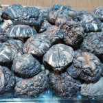 sirabee0102shiitake5