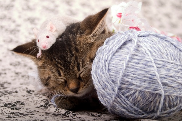 ディズニーとサンリオの人気度を比較 意外な世代差も ニュースサイトしらべぇ