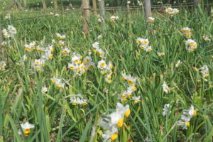 本日「水仙まつり」開催！葛西臨海公園に春到来