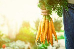 Fresh carrots