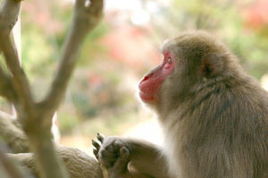 申（さる）年のサル