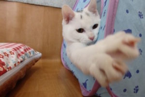 猫の譲渡が前年比2倍！攻めに転じた京都の動物愛護センター