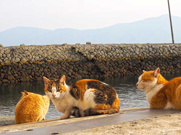 青島のネコ