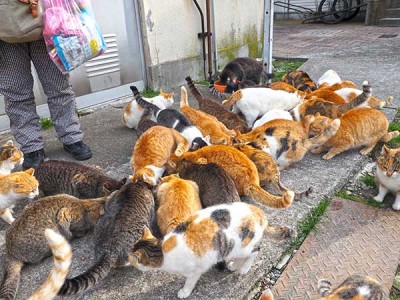 指定のエサやり場所に集まる青島のネコ