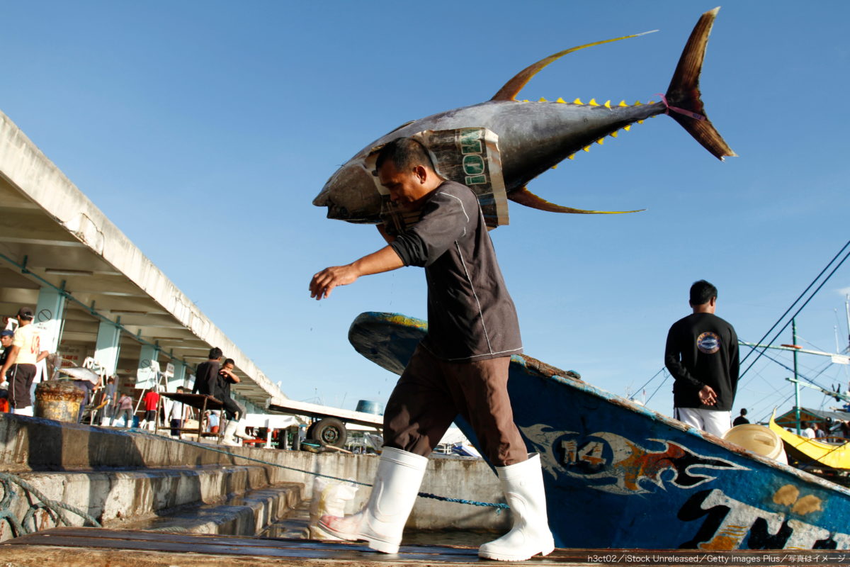 マグロ漁
