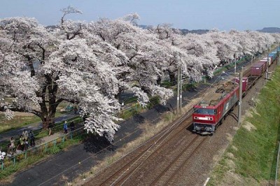 千本桜