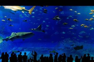 【悲報】水族館で泳ぐ魚をみて「食べたい」と思う年代が判明