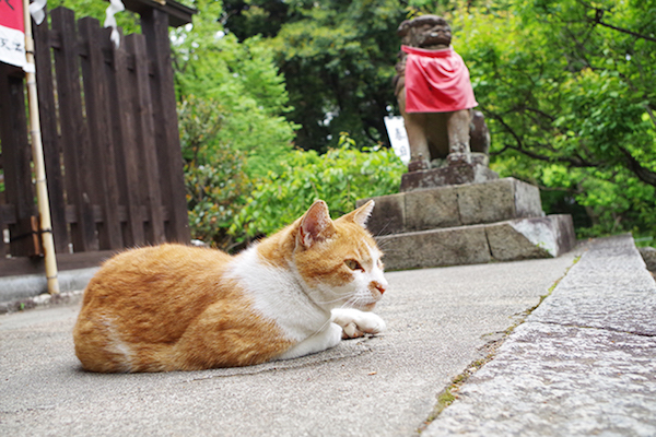 猫が守護天神 日本で2番目 千年以上の歴史をもつ天満宮 ニュースサイトしらべぇ