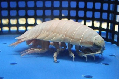 sirabee0505natsuakizibie002