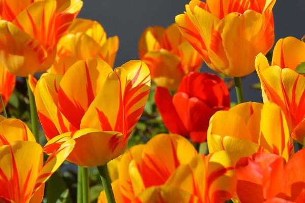 tulips-1261142_1920
