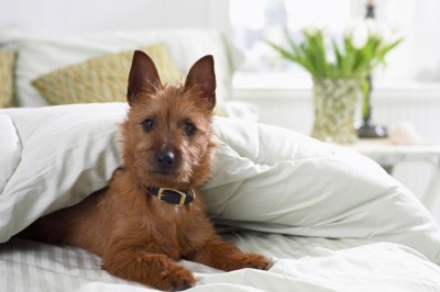 犬