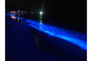 大人の海の楽しみ方　『NIGHT WAVEー光の波プロジェクト』が神秘的