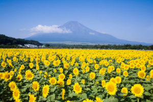 山の日　富士山