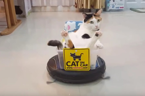 衝撃 お掃除ロボット ルンバ で家をパトロールする猫が話題に Sirabee