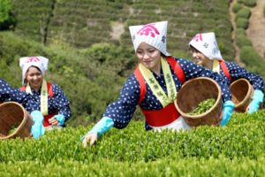 【発見】日本茶の旨味がわかるのは日本人の舌のせい？