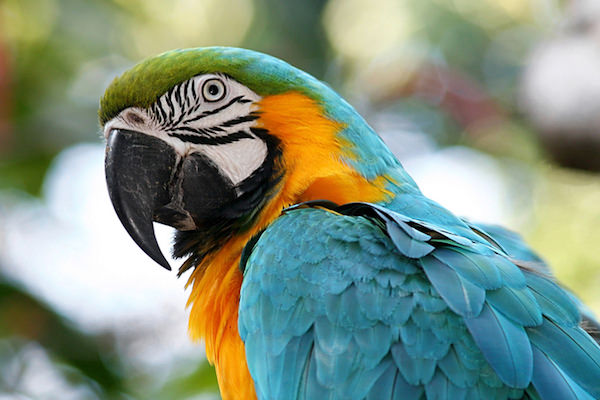 コンゴウインコ