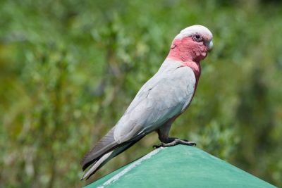 モモイロインコ