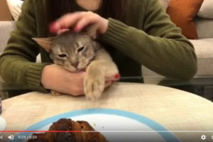 【激カワ映像】飼い主さんのクロワッサンが欲しくて仕方ない猫