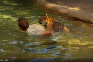 【激カワ動画】生まれて初めてプールに入るトラの子供たち