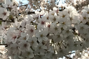 桜と梅の見分けってつく？50代60代にとっては「当たり前」でも…
