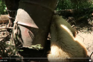 珍獣『ドラム缶熊が出現』 アンラッキーな子熊のハラハラ救出劇
