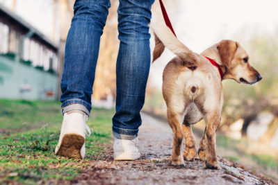 犬の散歩