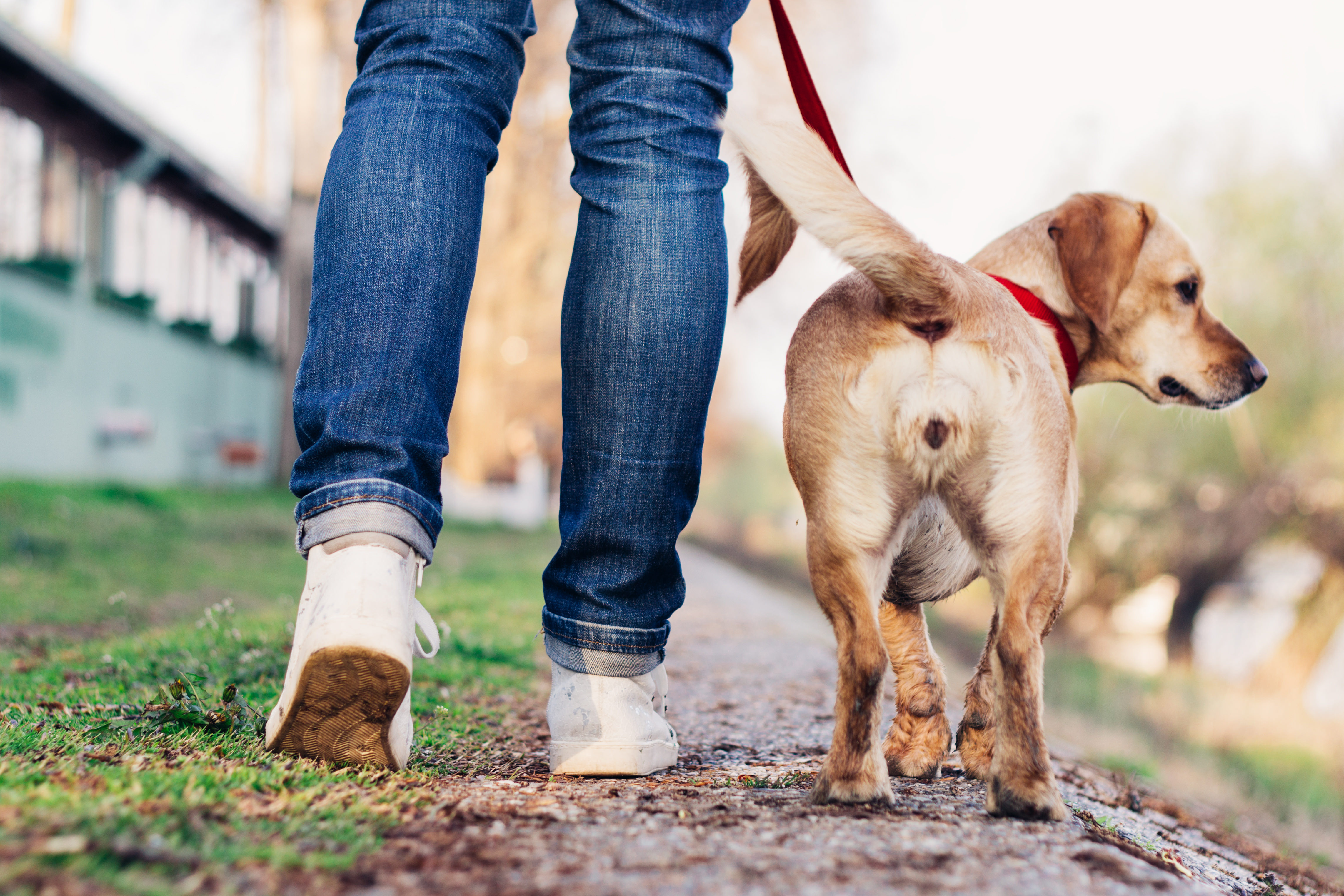 犬の糞に日付と時間 京都府の 糞害対策 が画期的過ぎると話題 ニュースサイトしらべぇ