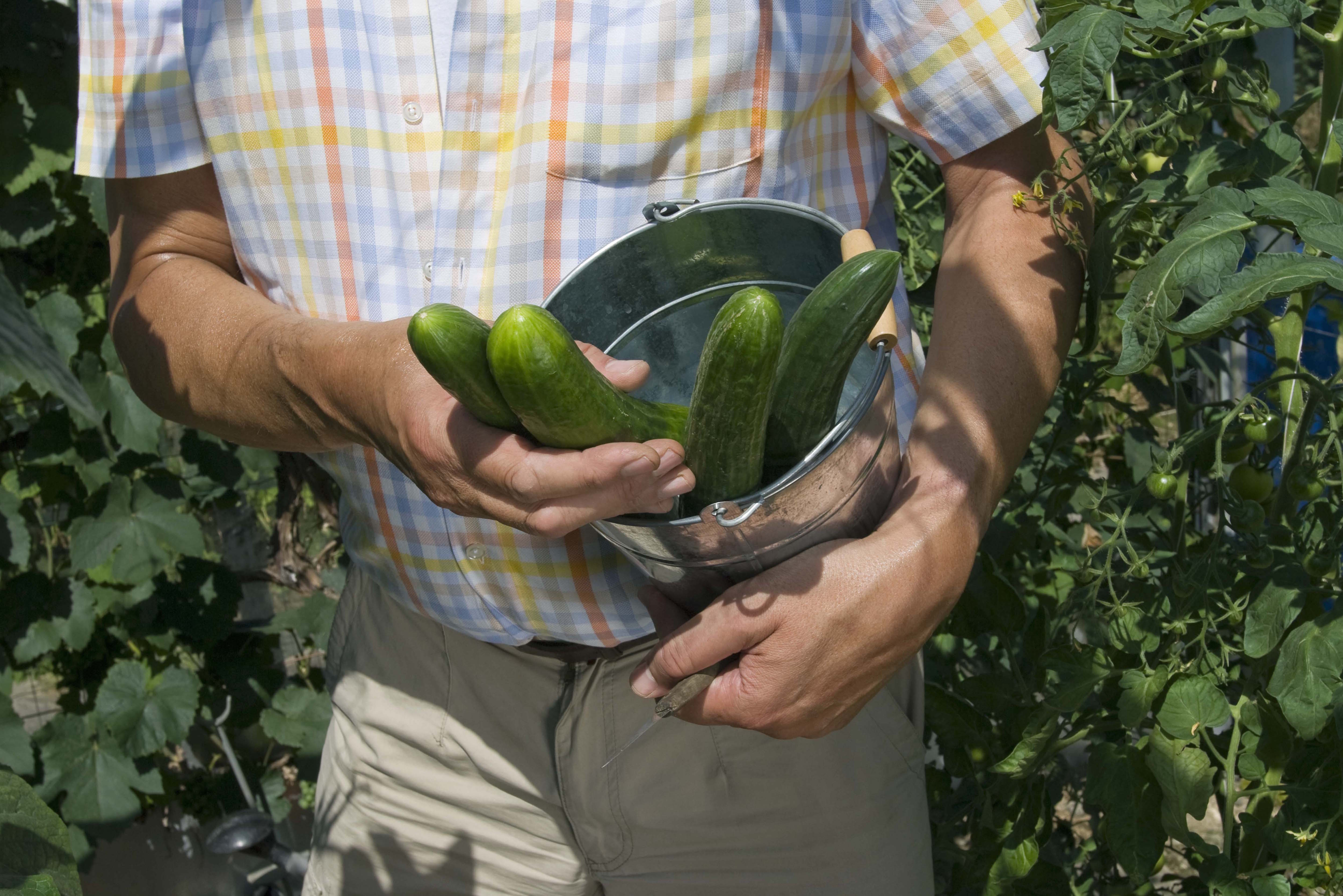 Ли огурцов. How cucumber grows.