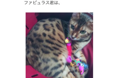 叶姉妹