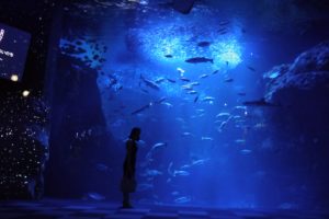 新江ノ島水族館NWA2017がロマンチックで「興味ない人でも好きになっちゃう」レベル