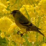 カワラヒワ